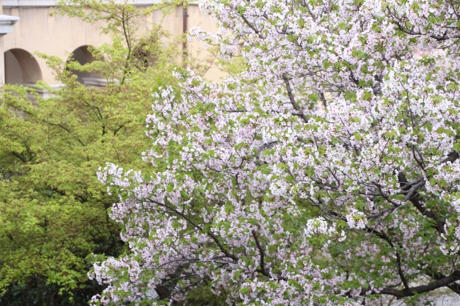 IMG_3931　大島桜　左青紅葉