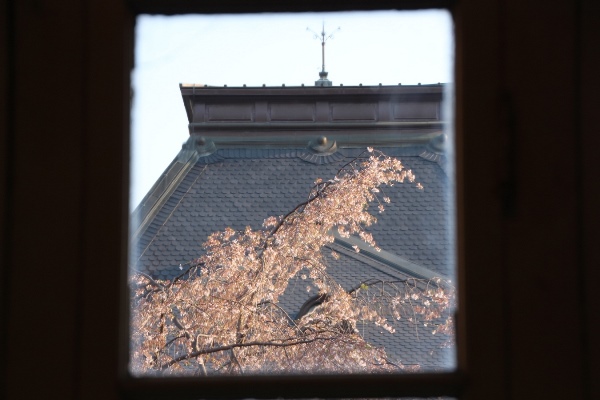 IMG_3941　窓越し祇園しだれ桜と南側屋根トップ
