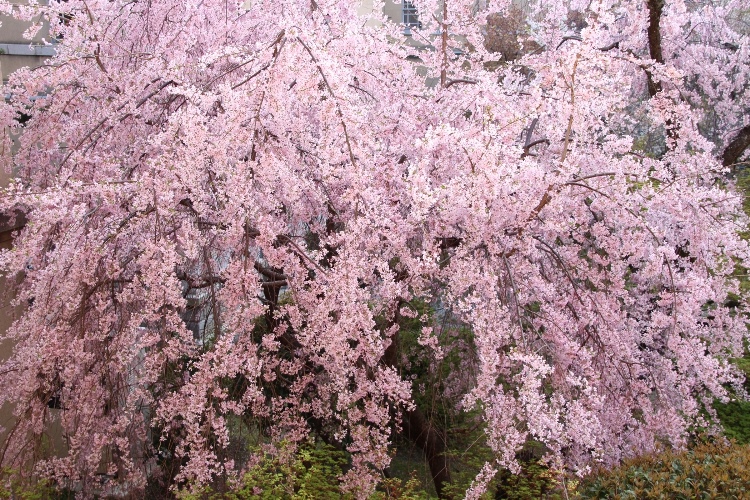 IMG_4021　夕方一重紅枝垂れ桜　花部分全体