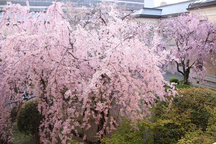 IMG_4023　夕方一重紅枝垂れ桜　右奥八重紅枝垂れ桜