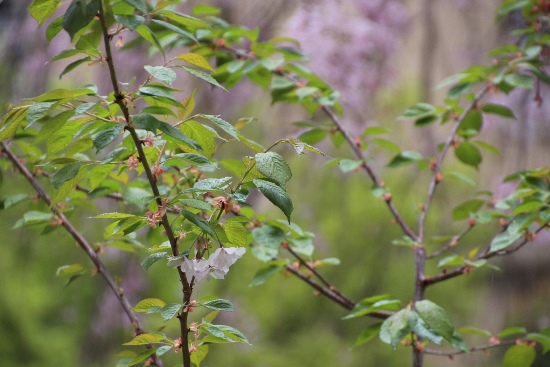 IMG_4600 はるか桜