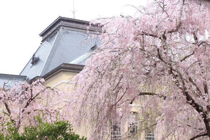 IMG_4607　右八重紅枝垂れ桜　バック南旧本館中央屋根