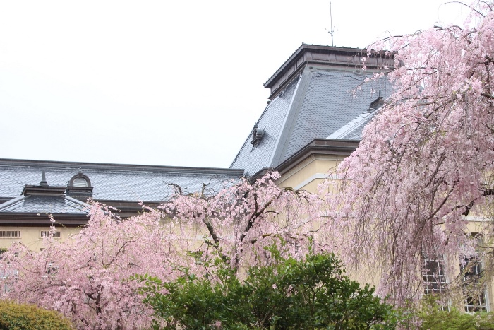 IMG_4609　右八重、中央から左一重紅枝垂れ桜　バック旧本館屋根