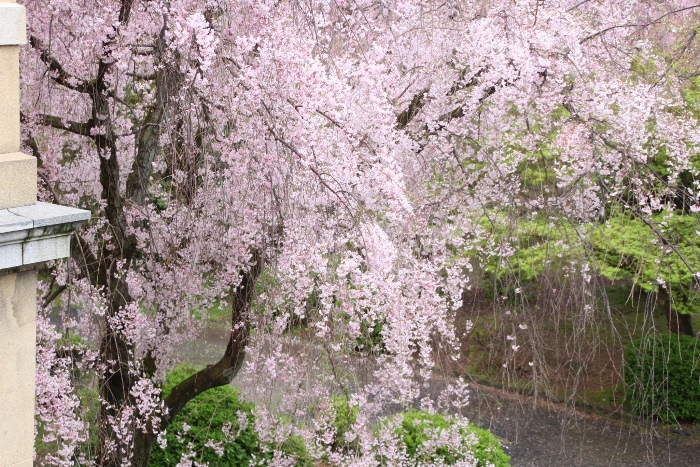 IMG_4626　八重紅枝垂れ桜　下方花部