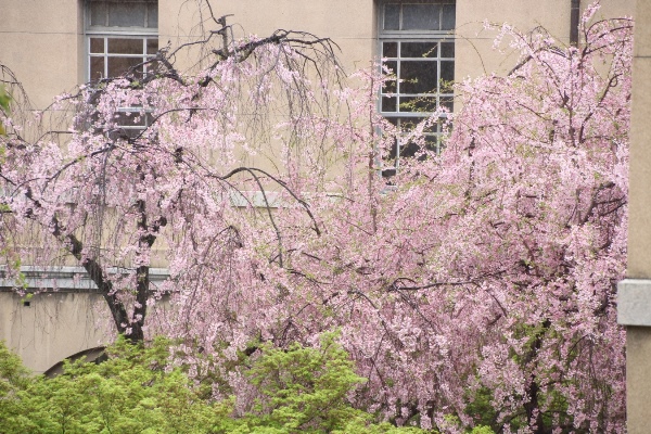 IMG_4696　一重紅枝垂れ桜　西南より