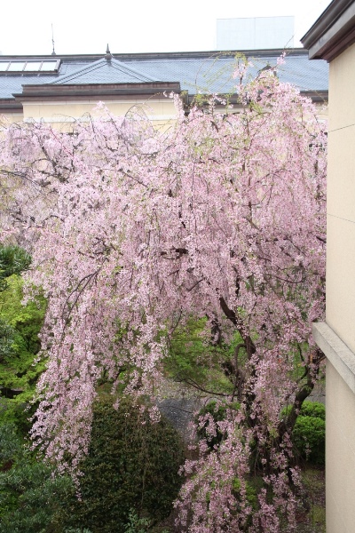 IMG_4749　一重紅枝垂れ桜全姿　縦