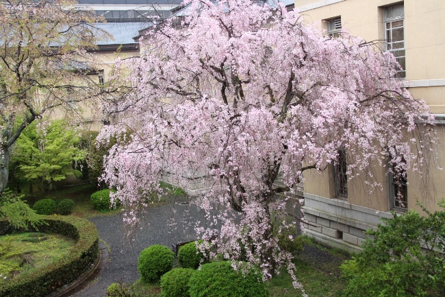 IMG_4783　八重紅枝垂れ桜全姿　東から　