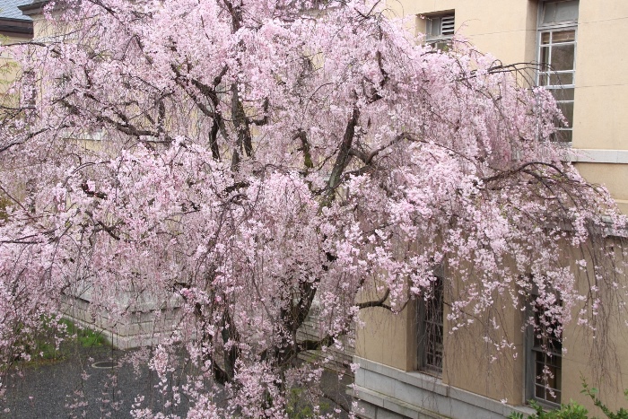 IMG_4794　八重紅枝垂れ桜　花部