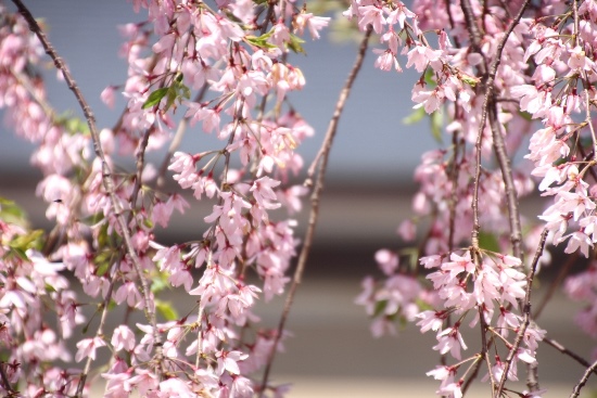 IMG_4972　一重紅枝垂桜　超アップ