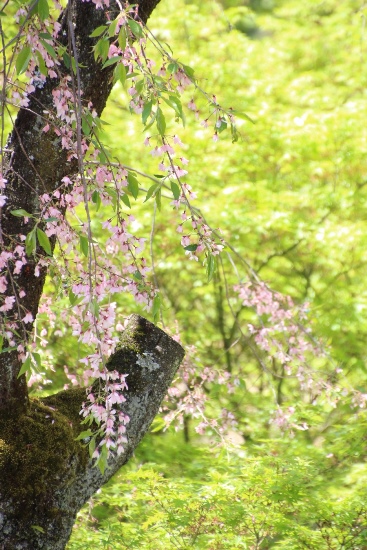 IMG_4986 一重紅枝垂れ桜　幹＆バック青紅葉