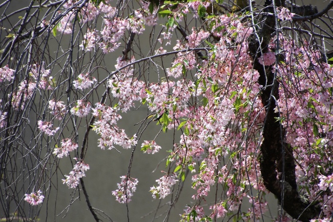 IMG_4998　一重紅枝垂れ桜　中アップ