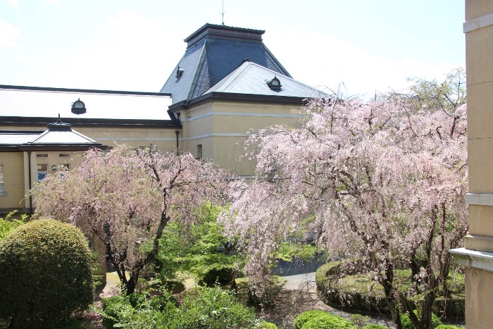 IMG_5032　八重右　一重左　紅枝垂れ桜　中庭風景