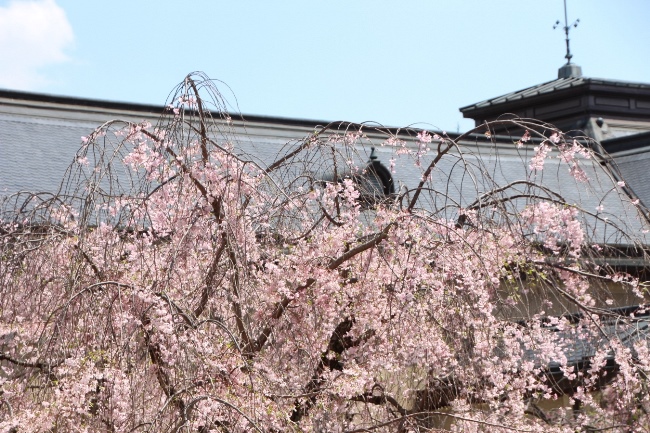 IMG_5076　八重紅枝垂れ桜トップと屋根