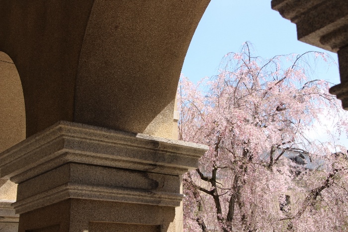 IMG_5131　八重紅枝垂れ桜　アーチ柱から覗く