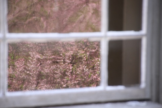 IMG_5140　一重枝垂れ桜　ガラスに映る