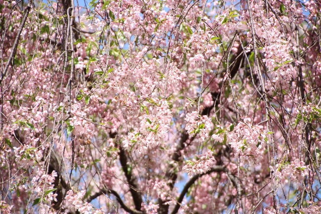 IMG_5150　一重紅枝垂れ桜　照る　