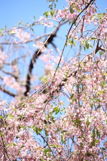 IMG_5160　一重紅枝垂れ桜青空バック中アップ