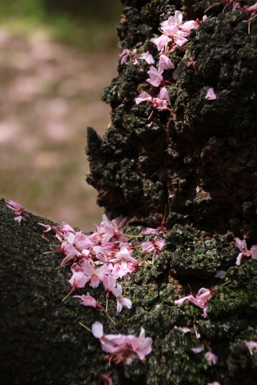 IMG_5215　一重紅枝垂れ桜　幹に落花