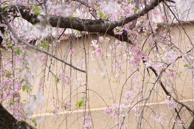 IMG_5270　八重紅枝垂れ桜　外壁バック