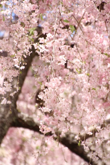 IMG_5281　八重紅枝垂れ桜　縦中アップ