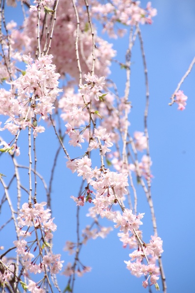 IMG_5288　八重紅枝垂れ桜　碧空バック中アップ