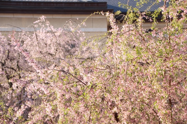 IMG_5307　八重、一重紅枝垂れ桜　夕陽を浴びる