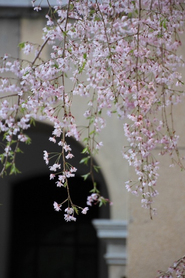 IMG_5316　八重紅枝垂れ桜　バックアーチ柱