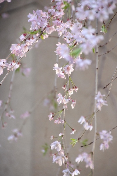 IMG_5390　八重枝垂れ桜　縦光る桜花