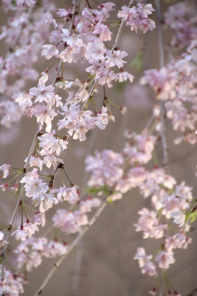 IMG_5399　光る八重紅枝垂れ桜アップ