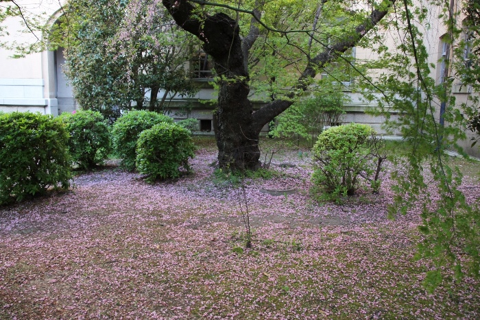 IMG_5410　一重枝垂れ桜　散り花びら