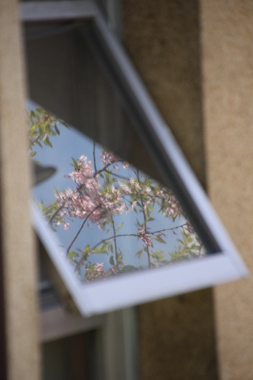WCIMG_4975　一重紅枝垂れ桜　窓に映る