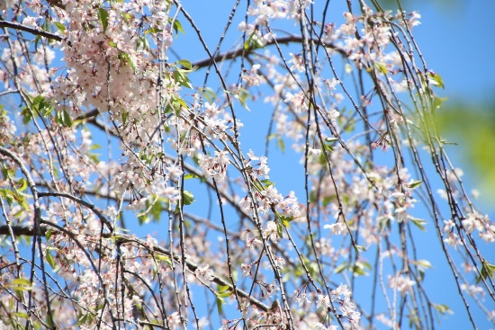 IMG_0215　八重紅枝垂れ桜トップ中アップ　横