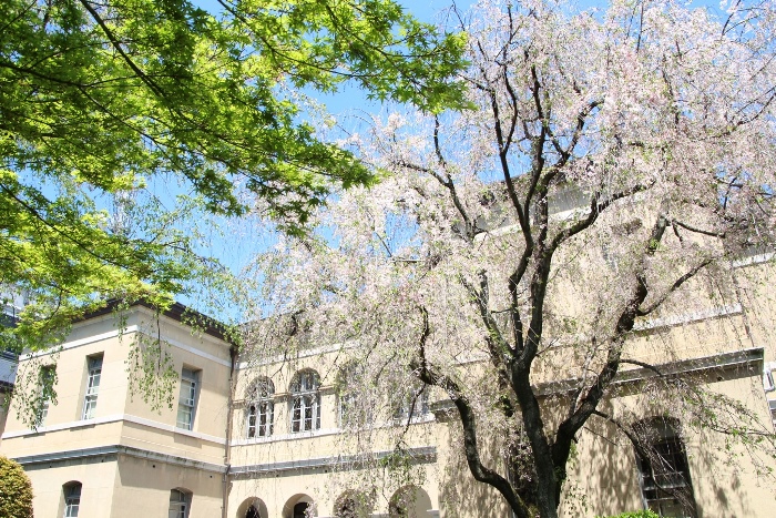 IMG_0222　右八重紅枝垂れ桜　北側庁舎バック