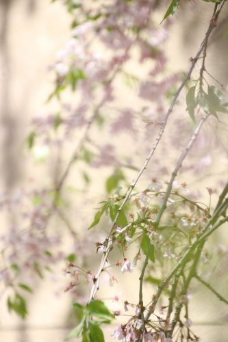 IMG_0287　八重紅枝垂れ桜　風に揺れる