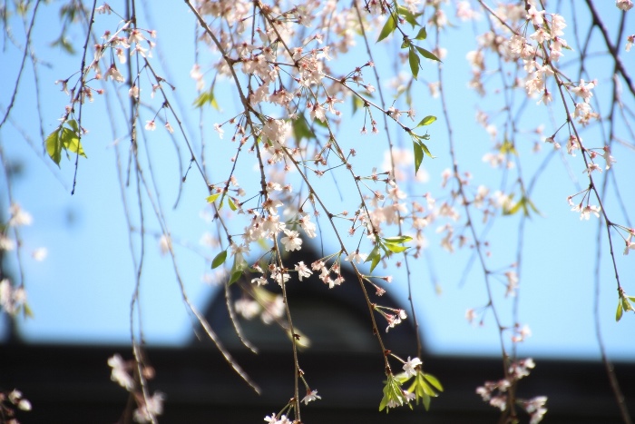 IMG_0317　八重紅枝垂れ桜中アップ　バック東側屋根